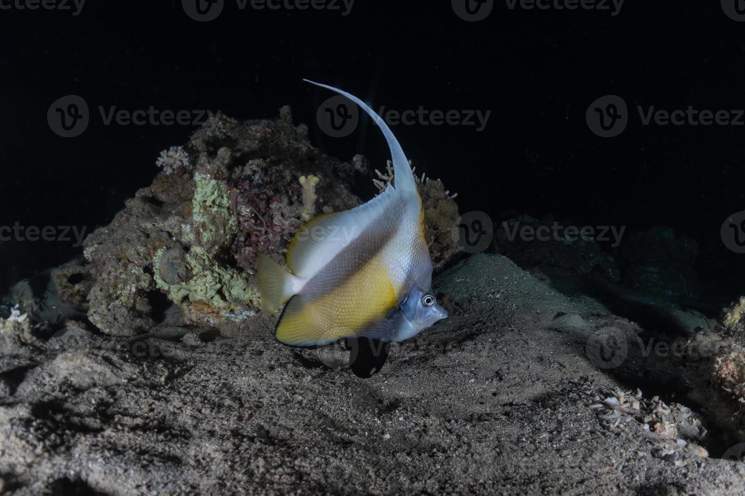 Fish swim in the Red Sea, colorful fish, Eilat Israel photo