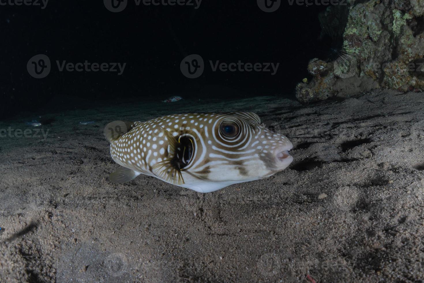 Fish swim in the Red Sea, colorful fish, Eilat Israel photo