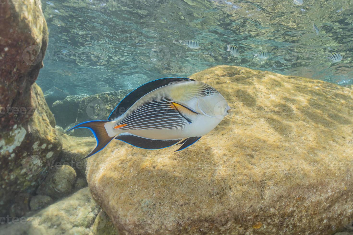 Fish swim in the Red Sea, colorful fish, Eilat Israel photo