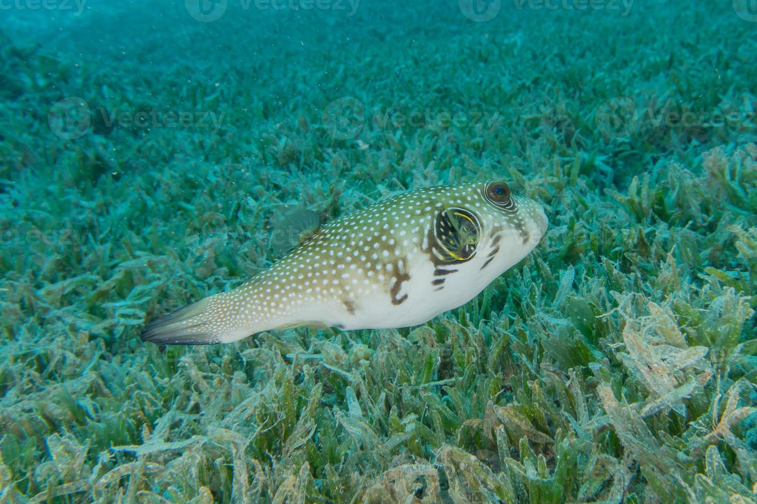 Fish swim in the Red Sea, colorful fish, Eilat Israel photo