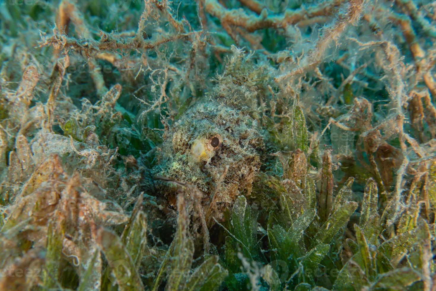 Fish swim in the Red Sea, colorful fish, Eilat Israel photo