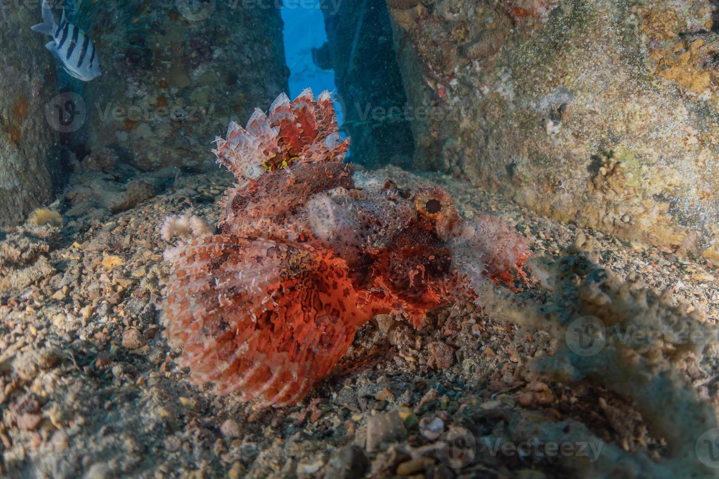 Fish swim in the Red Sea, colorful fish, Eilat Israel photo