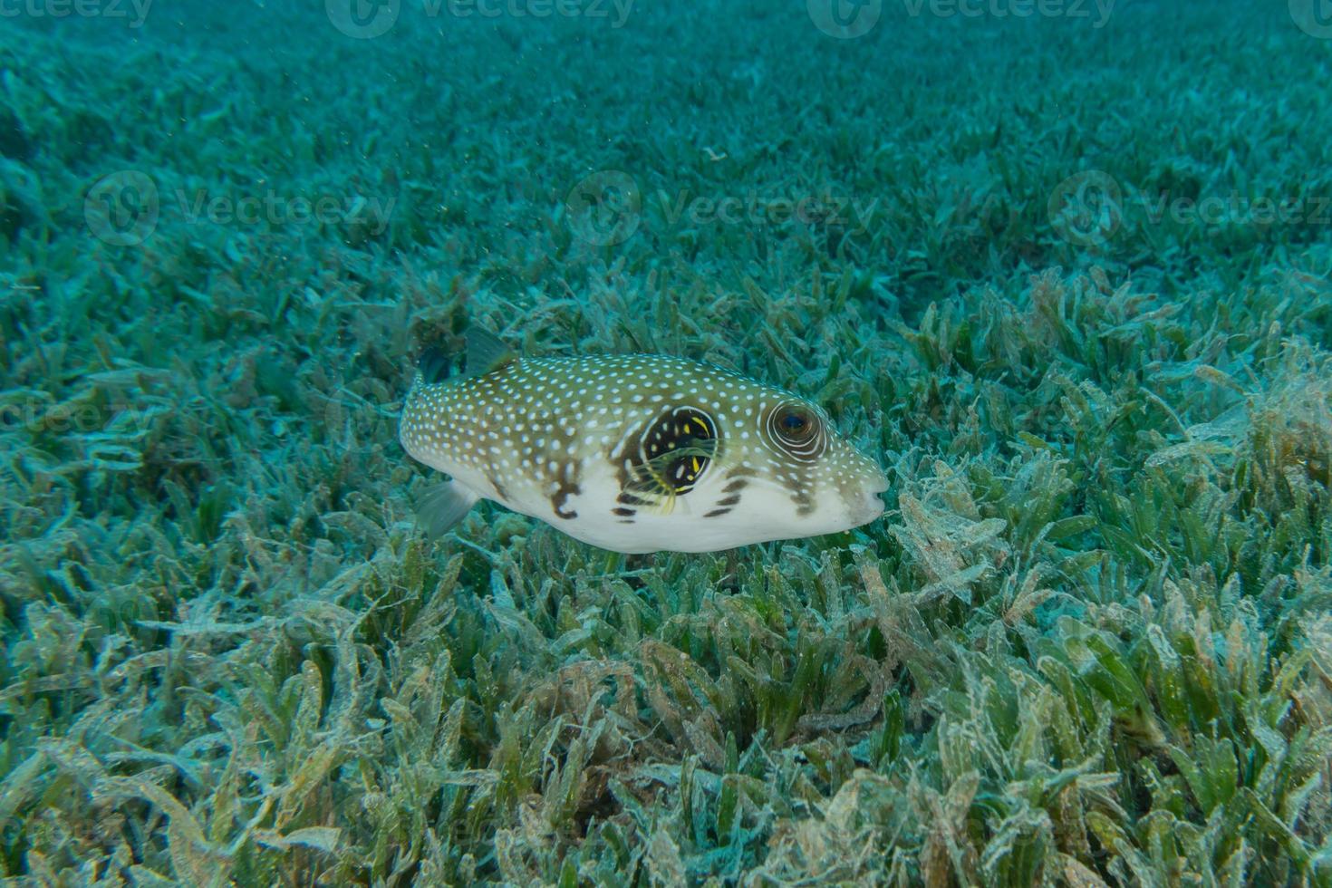 Fish swim in the Red Sea, colorful fish, Eilat Israel photo