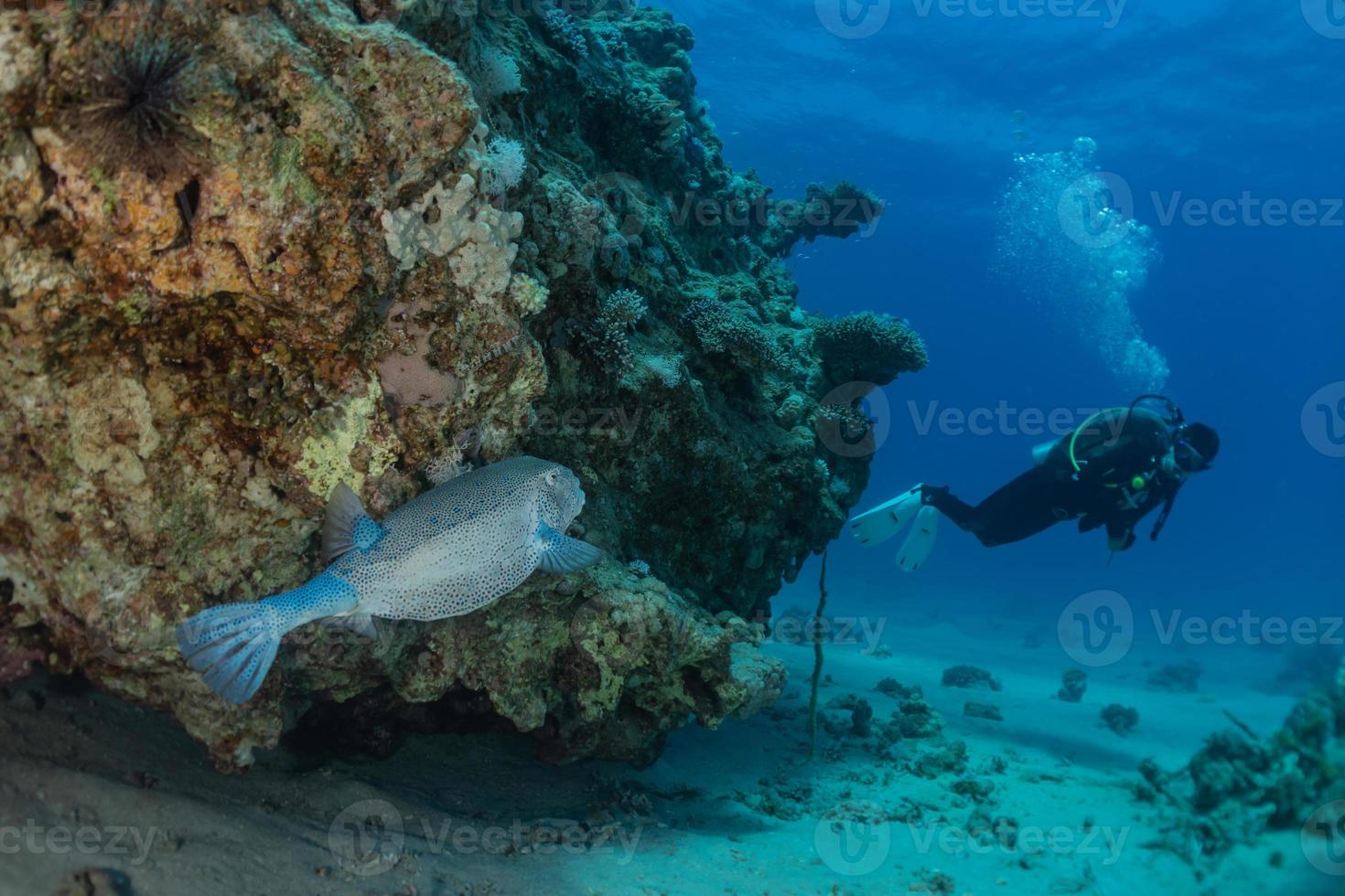 Fish swim in the Red Sea, colorful fish, Eilat Israel photo