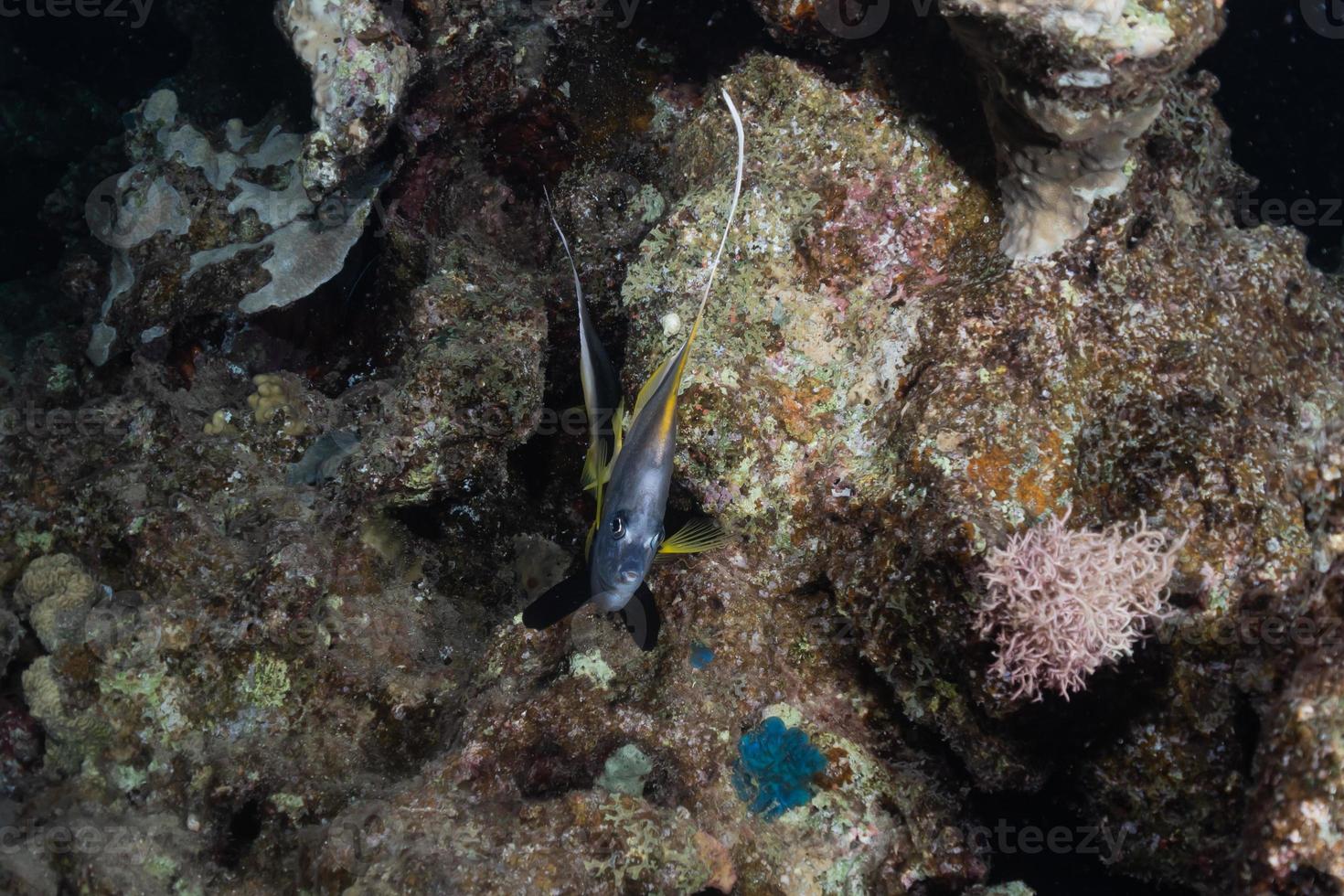 Fish swim in the Red Sea, colorful fish, Eilat Israel photo