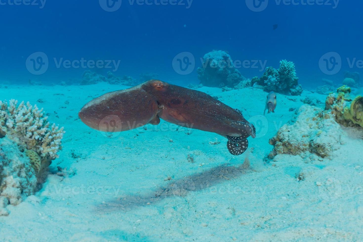 Octopus king of camouflage in the Red Sea, Eilat Israel photo