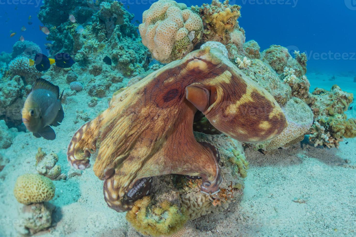 Octopus king of camouflage in the Red Sea, Eilat Israel photo