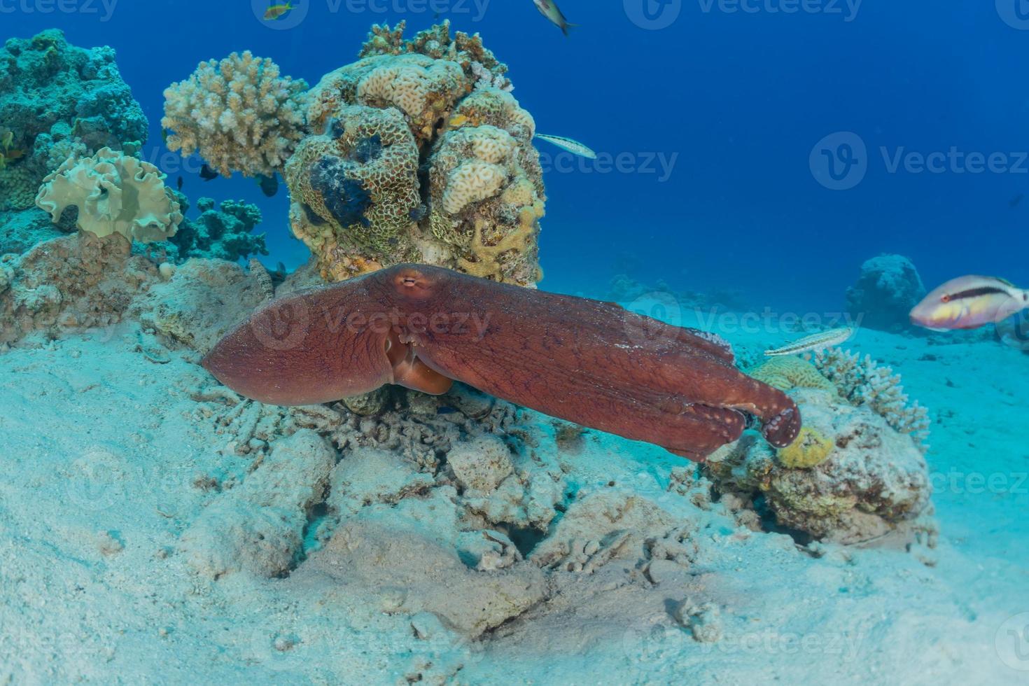 Pulpo rey del camuflaje en el mar Rojo, Eilat, Israel foto