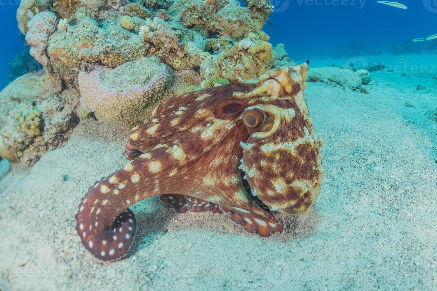 Pulpo rey del camuflaje en el mar Rojo, Eilat, Israel foto