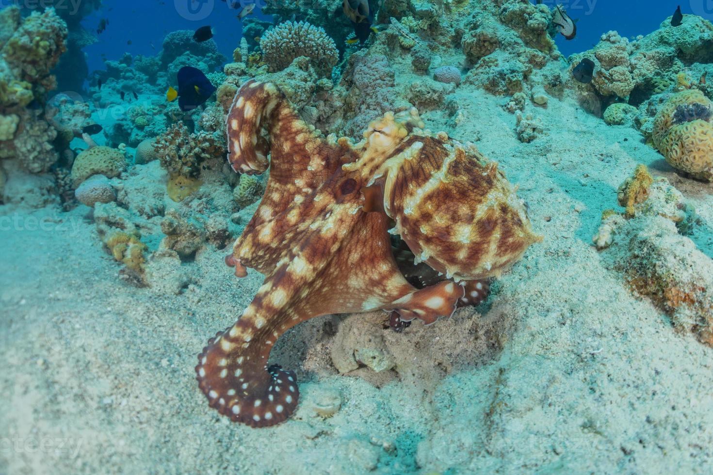 Pulpo rey del camuflaje en el mar Rojo, Eilat, Israel foto