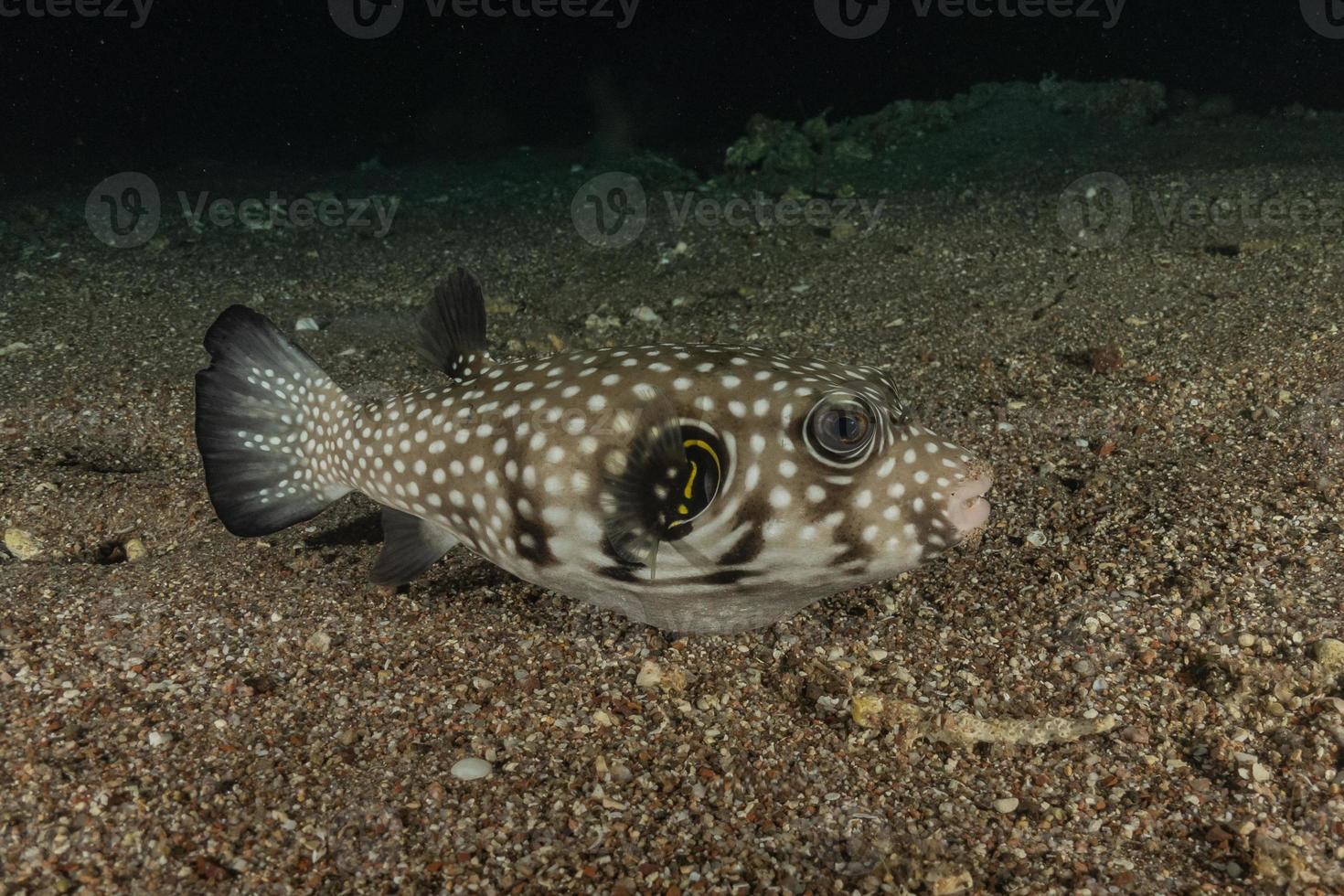 Fish swim in the Red Sea, colorful fish, Eilat Israel photo