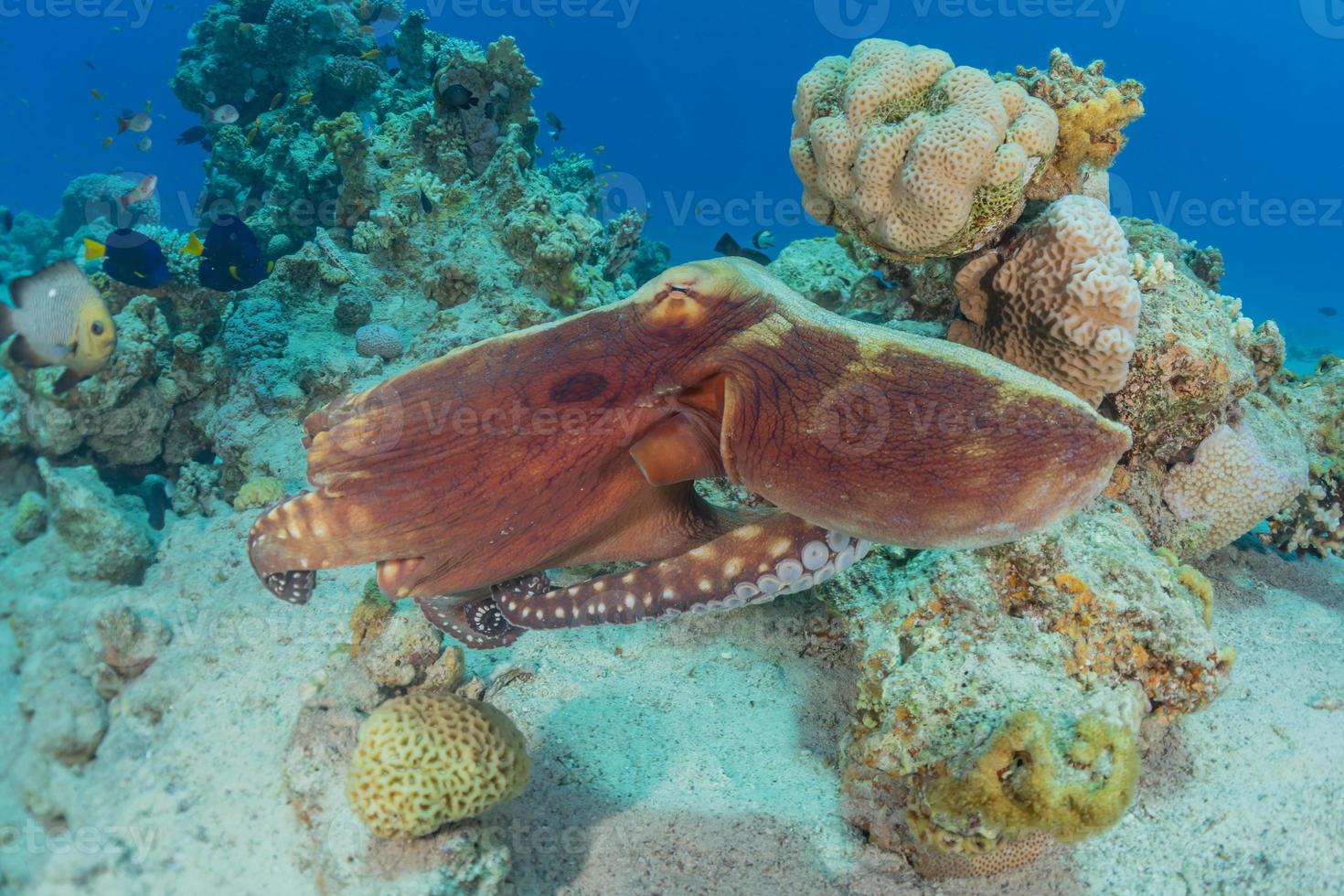 Octopus king of camouflage in the Red Sea, Eilat Israel photo