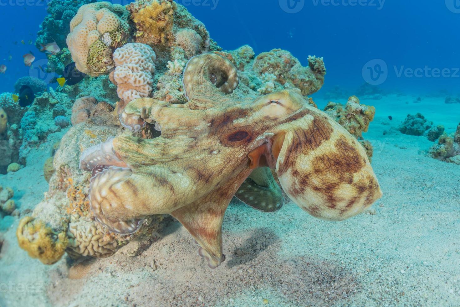 Octopus king of camouflage in the Red Sea, Eilat Israel photo