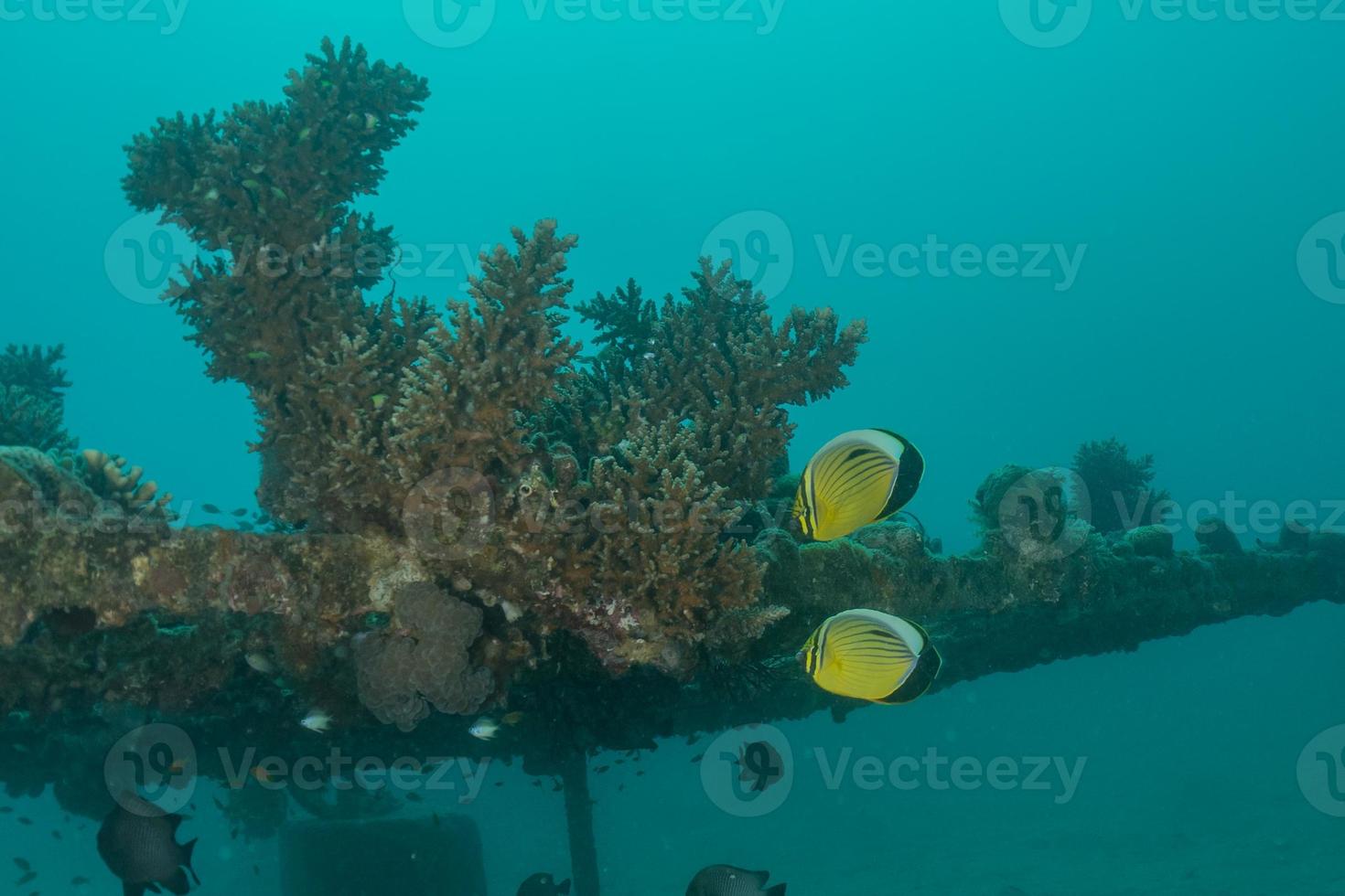 Arrecifes de coral y plantas acuáticas en el mar rojo, eilat israel foto