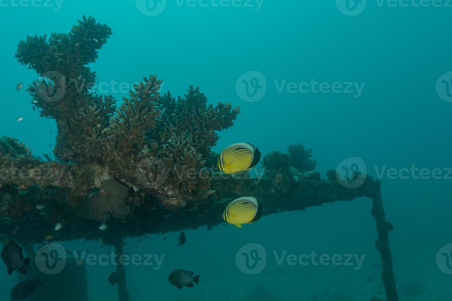 Arrecifes de coral y plantas acuáticas en el mar rojo, eilat israel foto