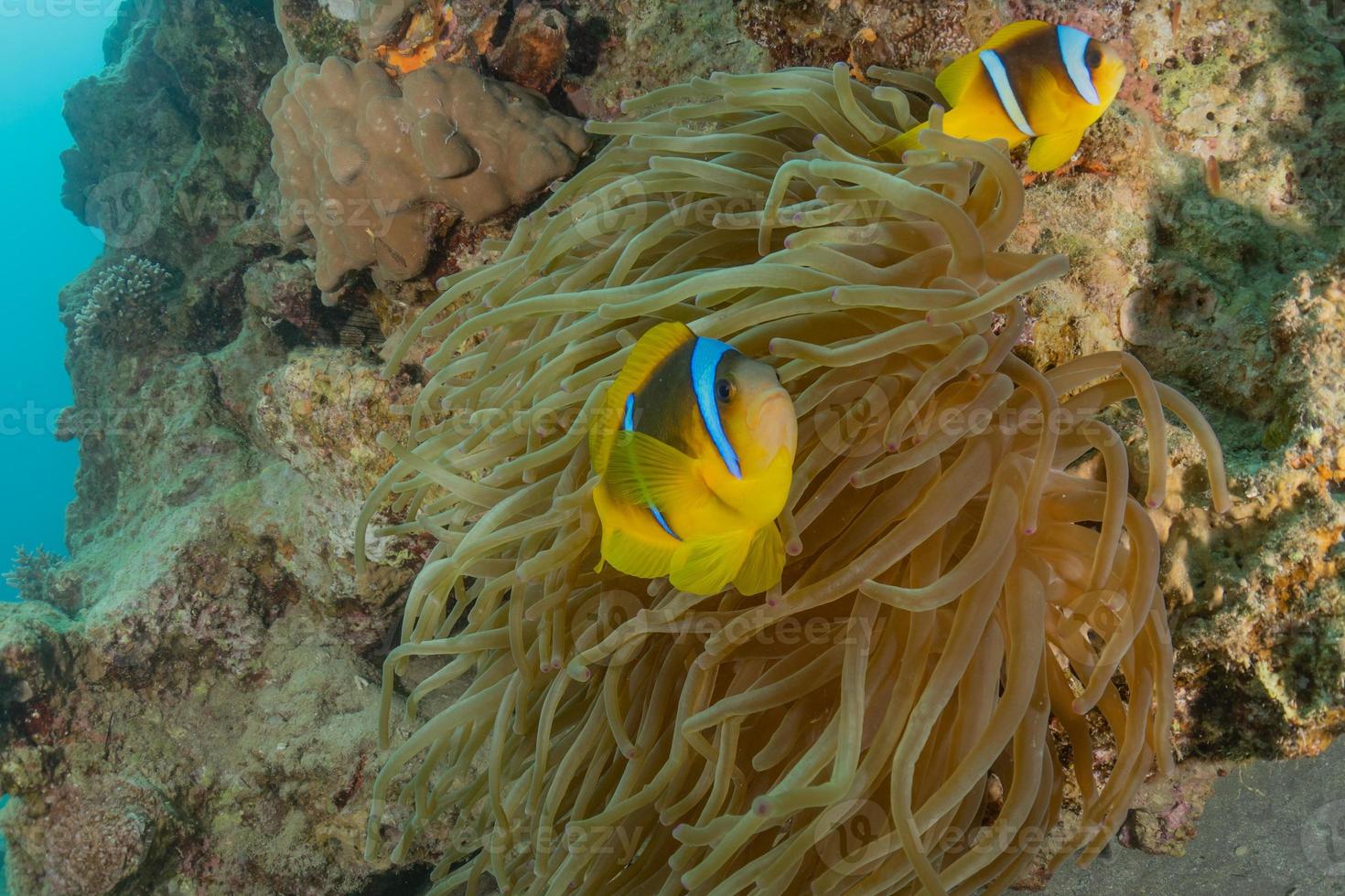 Coral reef and water plants in the Red Sea, Eilat Israel photo