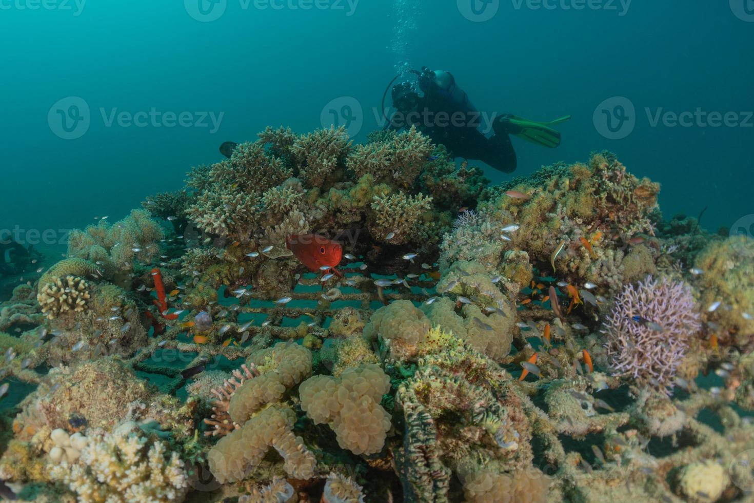 Coral reef and water plants in the Red Sea, Eilat Israel photo