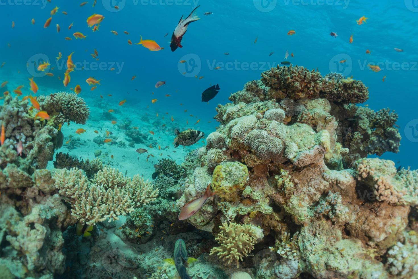 Arrecifes de coral y plantas acuáticas en el mar rojo, eilat israel foto