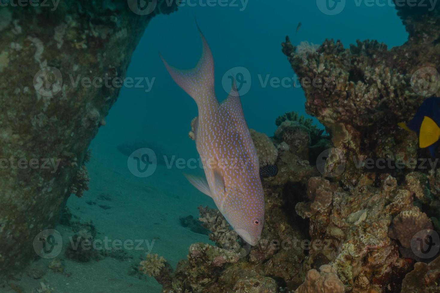 Fish swim in the Red Sea, colorful fish, Eilat Israel photo