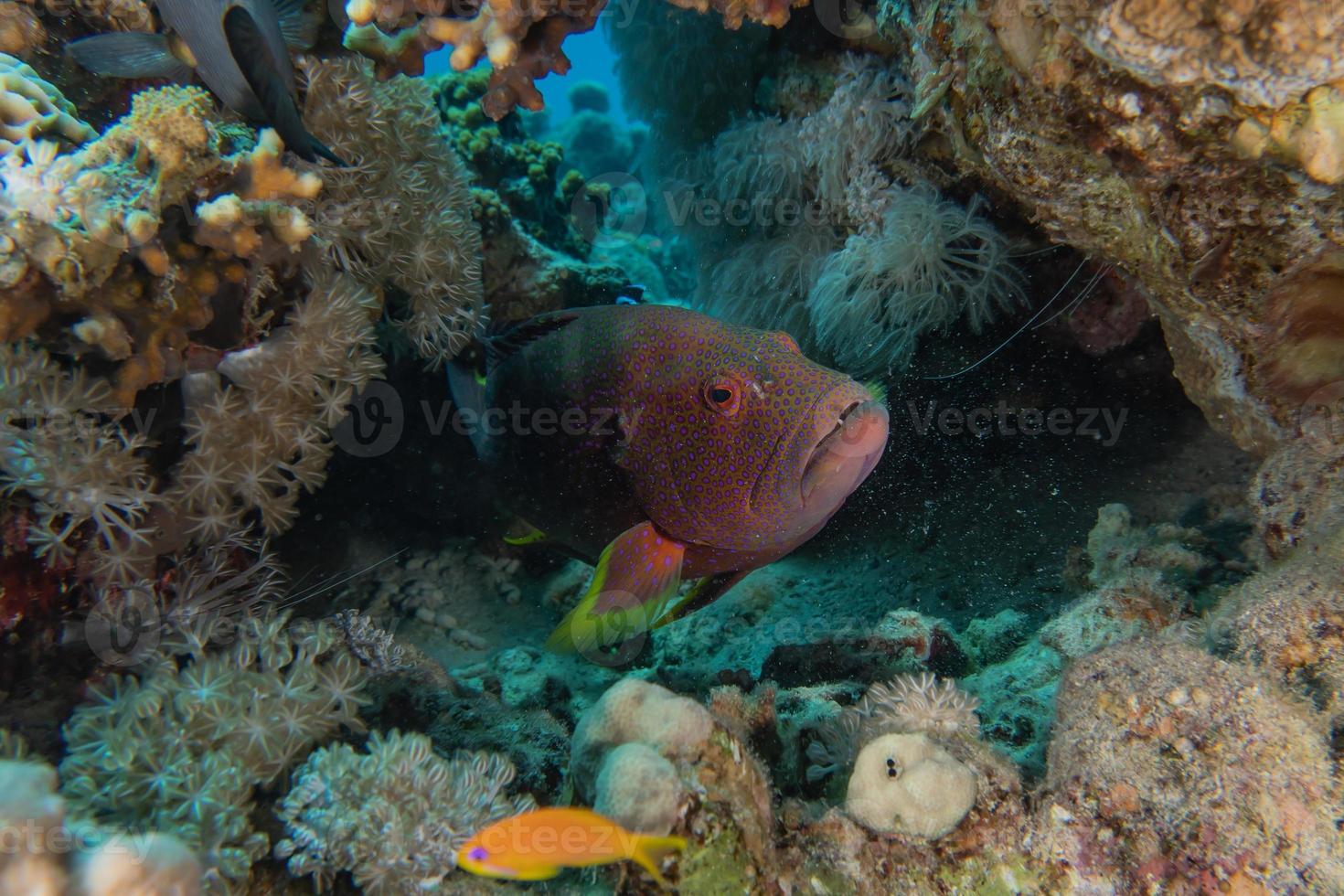 Fish swim in the Red Sea, colorful fish, Eilat Israel photo