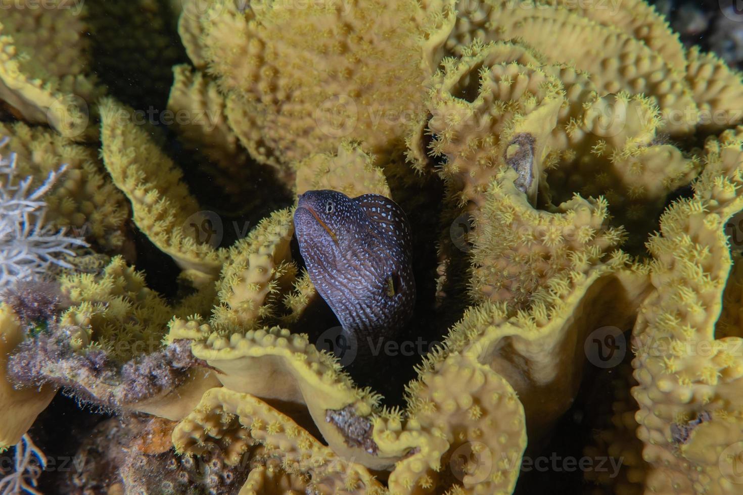 Morena mooray lycodontis undulatus en el mar rojo, eilat israel foto