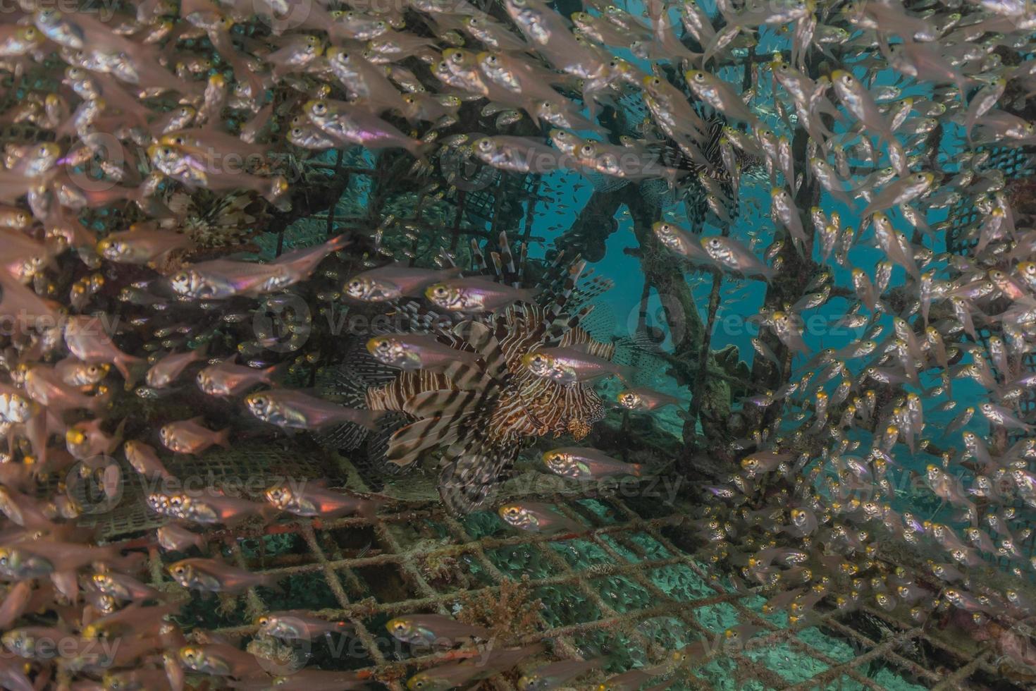 Fish swim in the Red Sea, colorful fish, Eilat Israel photo