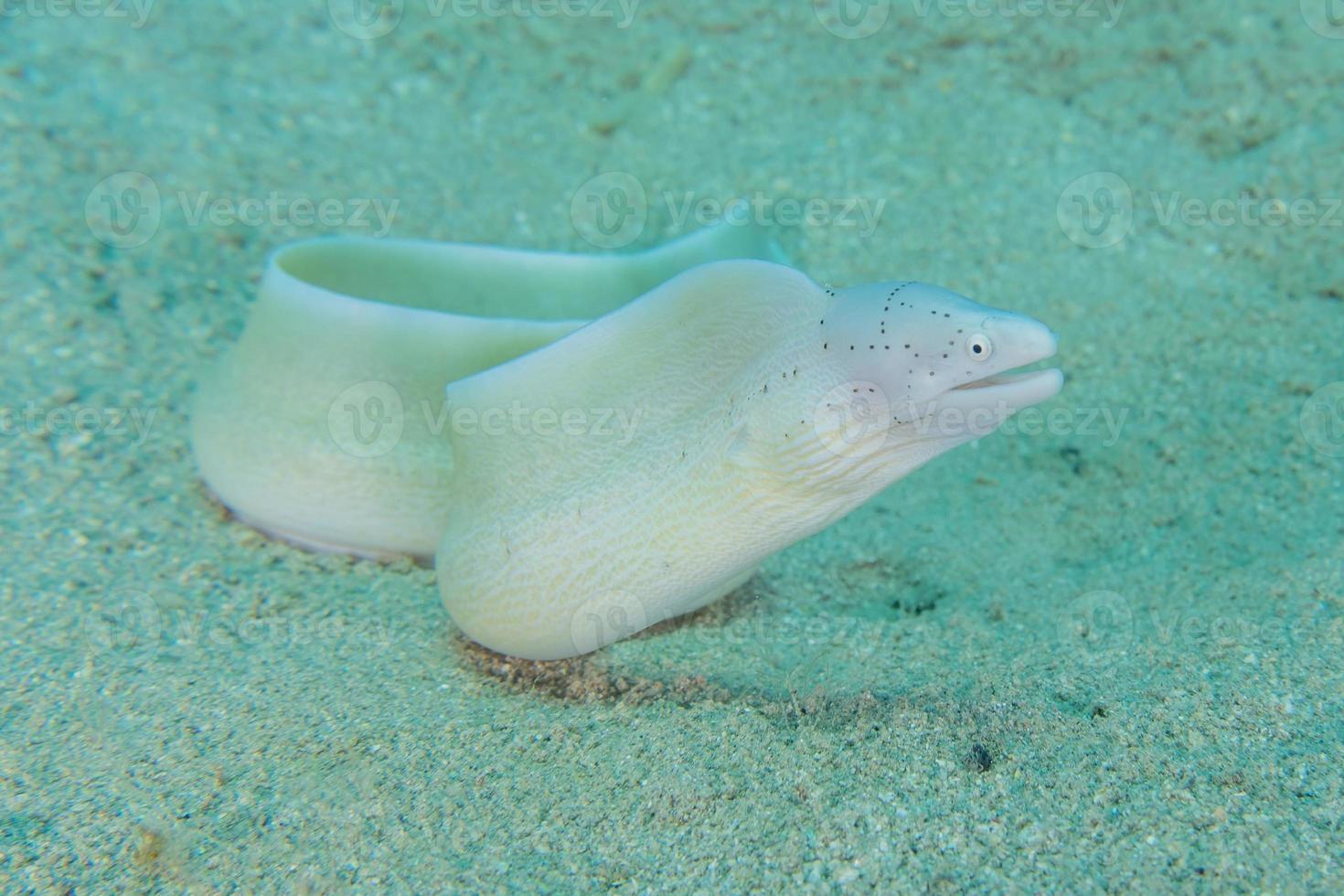 Morena mooray lycodontis undulatus en el mar rojo, eilat israel foto