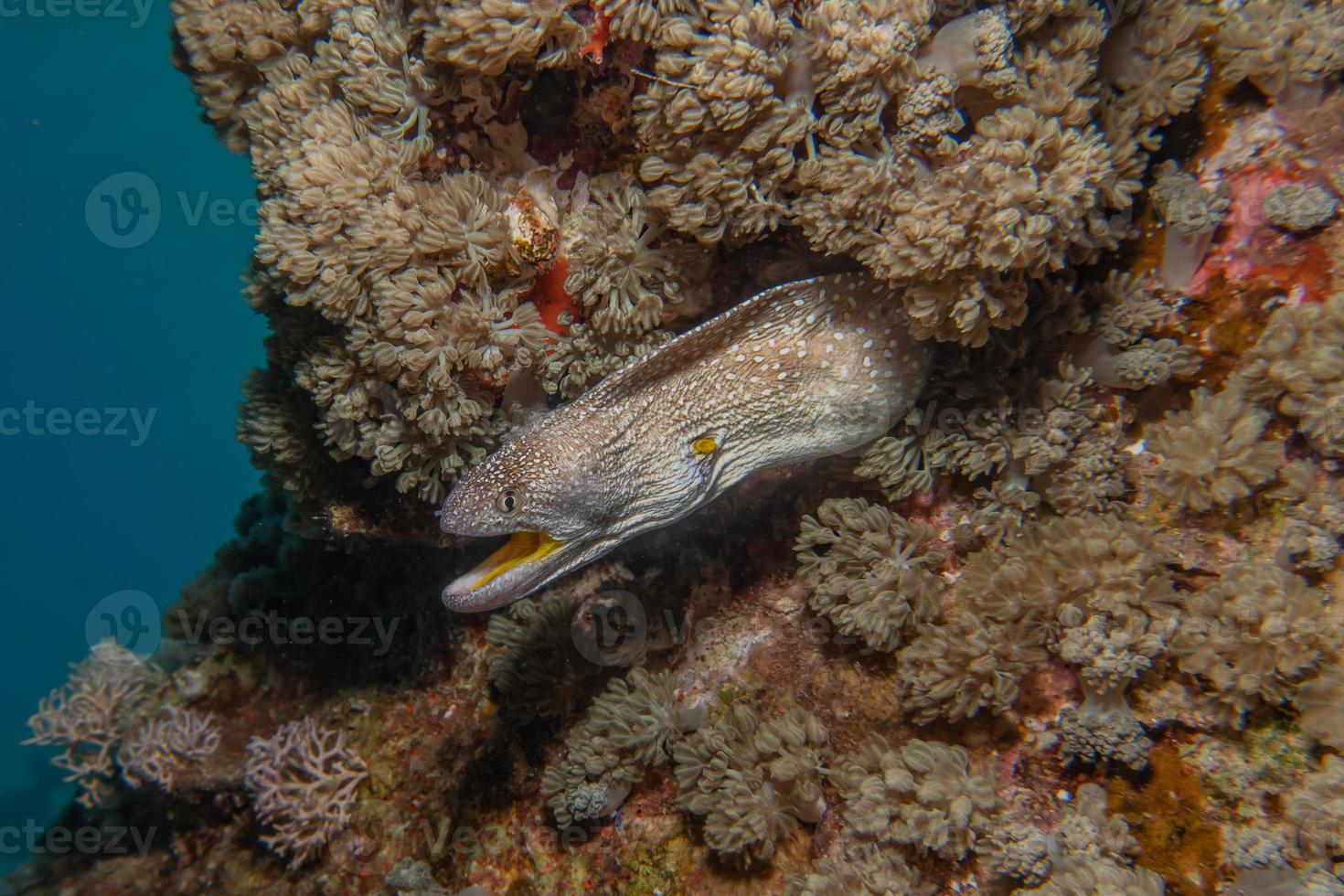 Morena mooray lycodontis undulatus en el mar rojo, eilat israel foto