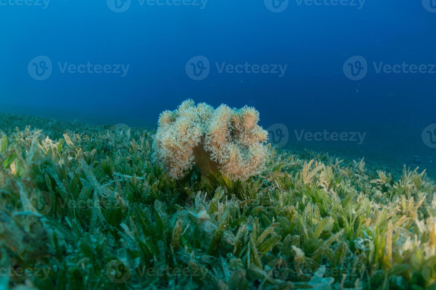 Arrecifes de coral y plantas acuáticas en el mar rojo, eilat israel foto