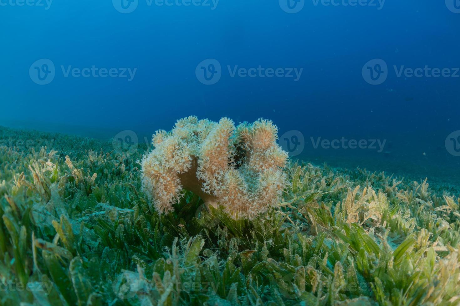 Arrecifes de coral y plantas acuáticas en el mar rojo, eilat israel foto