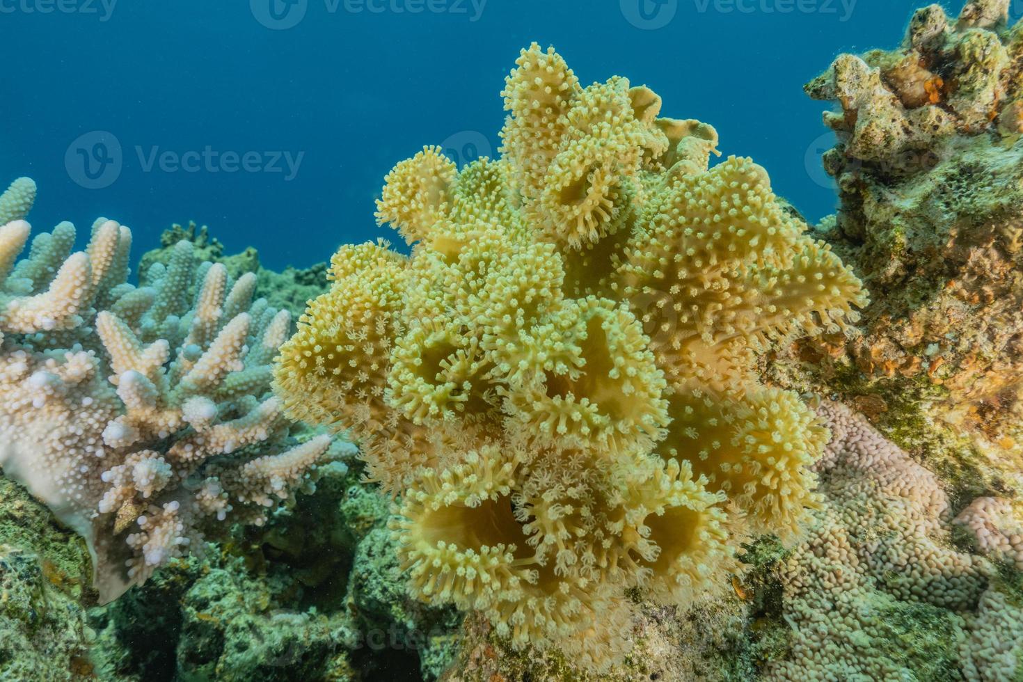 Coral reef and water plants in the Red Sea, Eilat Israel photo