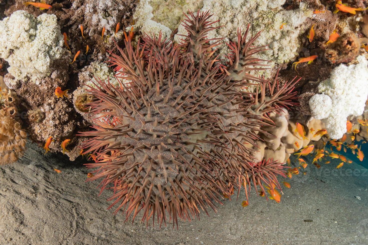 Arrecifes de coral y plantas acuáticas en el mar rojo, eilat israel foto