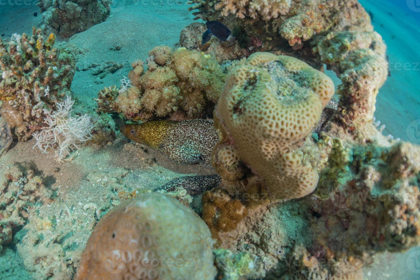 Coral reef and water plants in the Red Sea, Eilat Israel photo