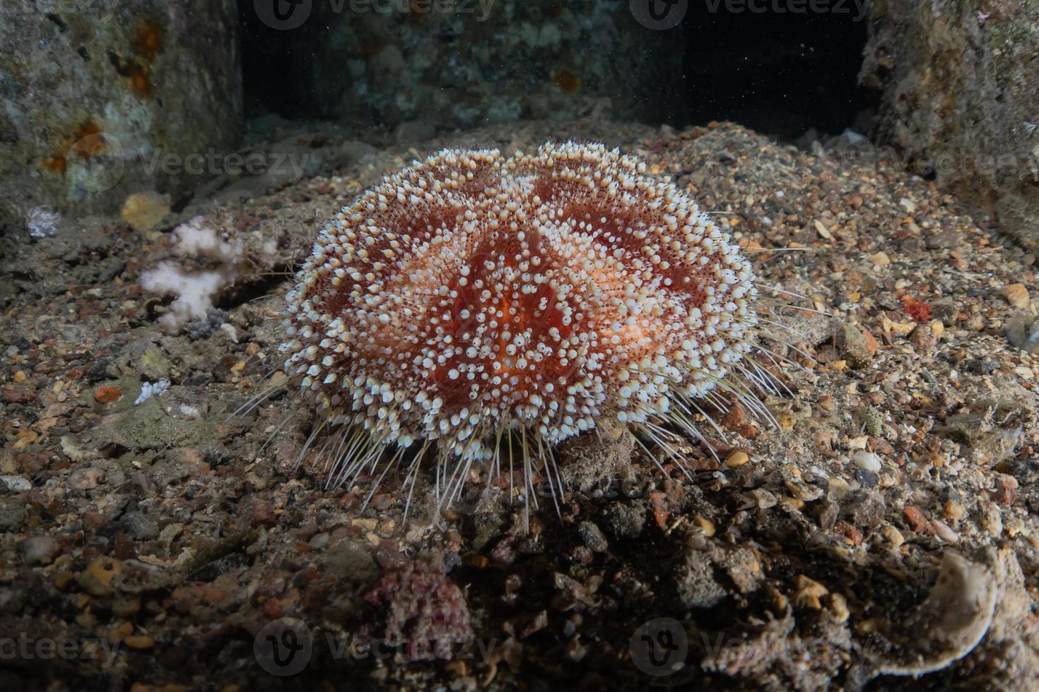 Coral reef and water plants in the Red Sea, Eilat Israel photo