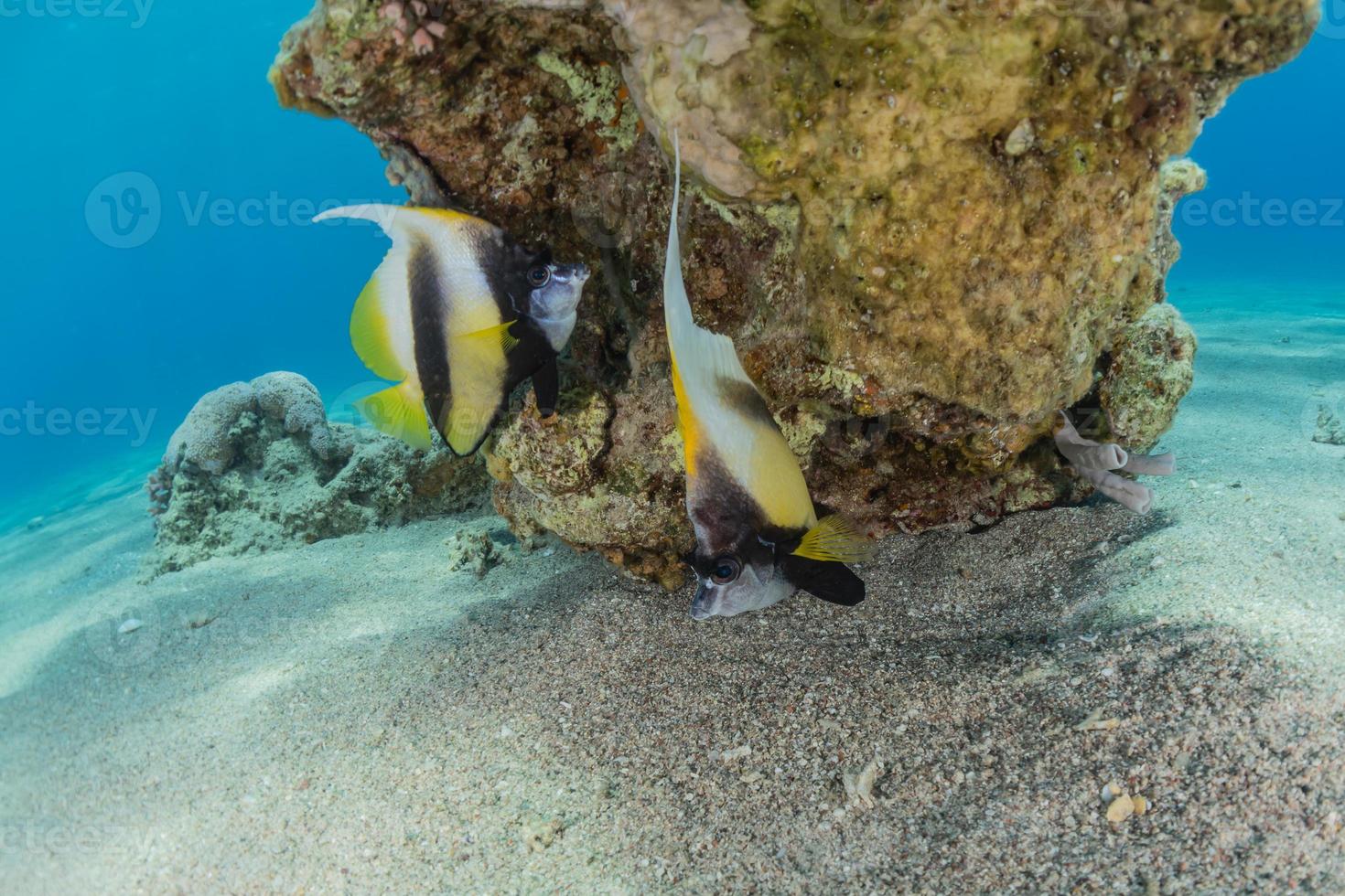 Fish swim in the Red Sea, colorful fish, Eilat Israel photo