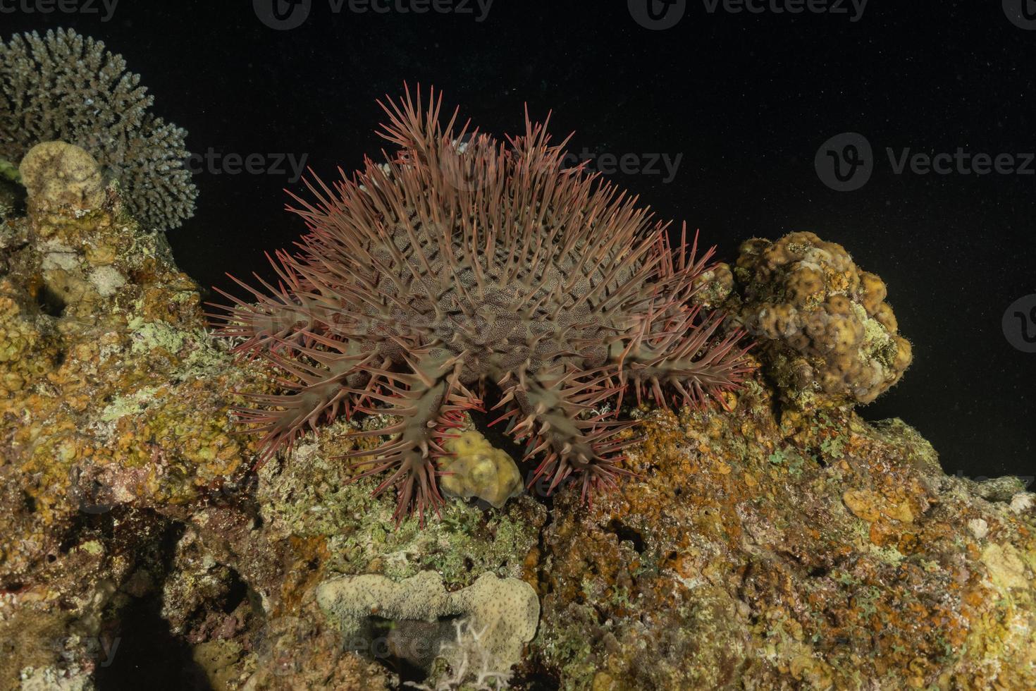 Coral reef and water plants in the Red Sea, Eilat Israel photo