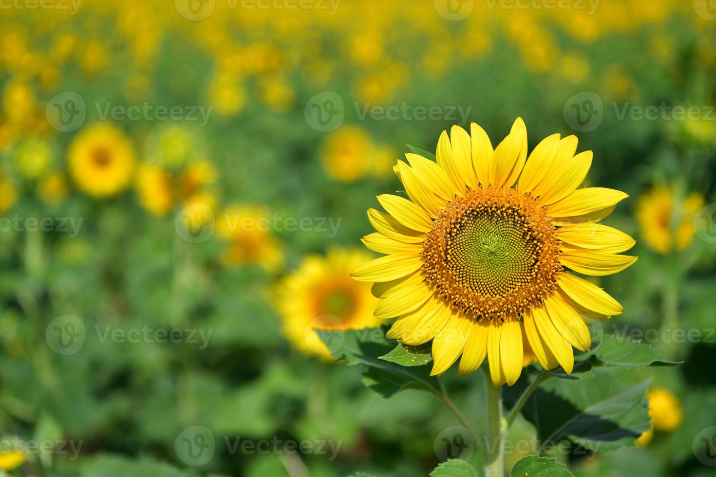 Sunflowers bloom in garden photo