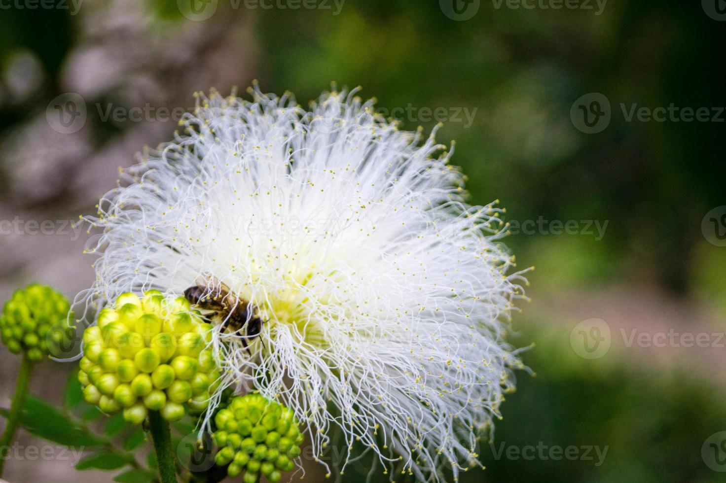 Calliandra haematocephala mimosa flower photo