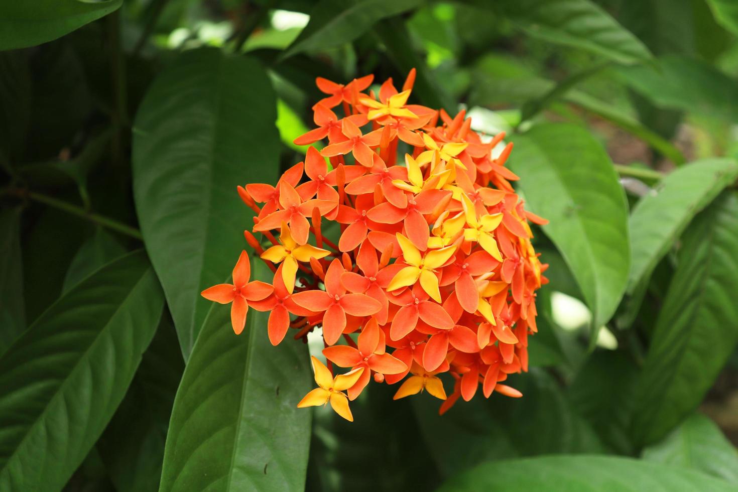 Flor de ixora roja y amarilla en el jardín foto