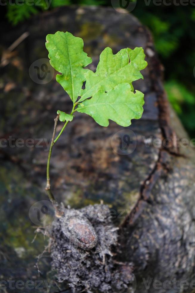 Acorns from an Oak Tree photo