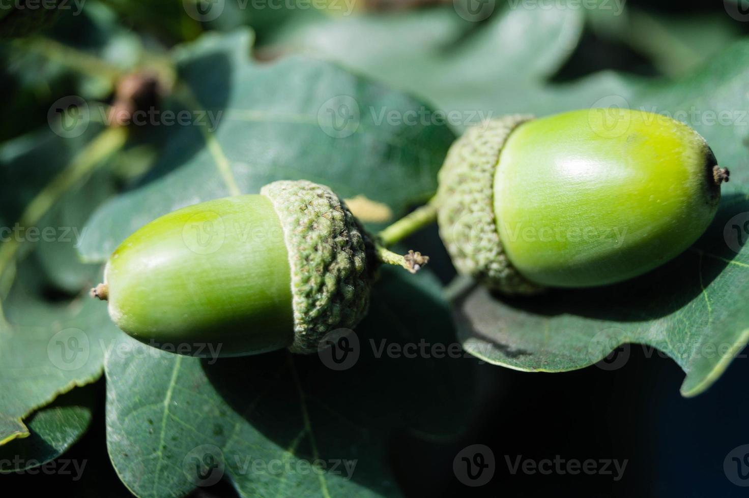 bellotas de un roble foto