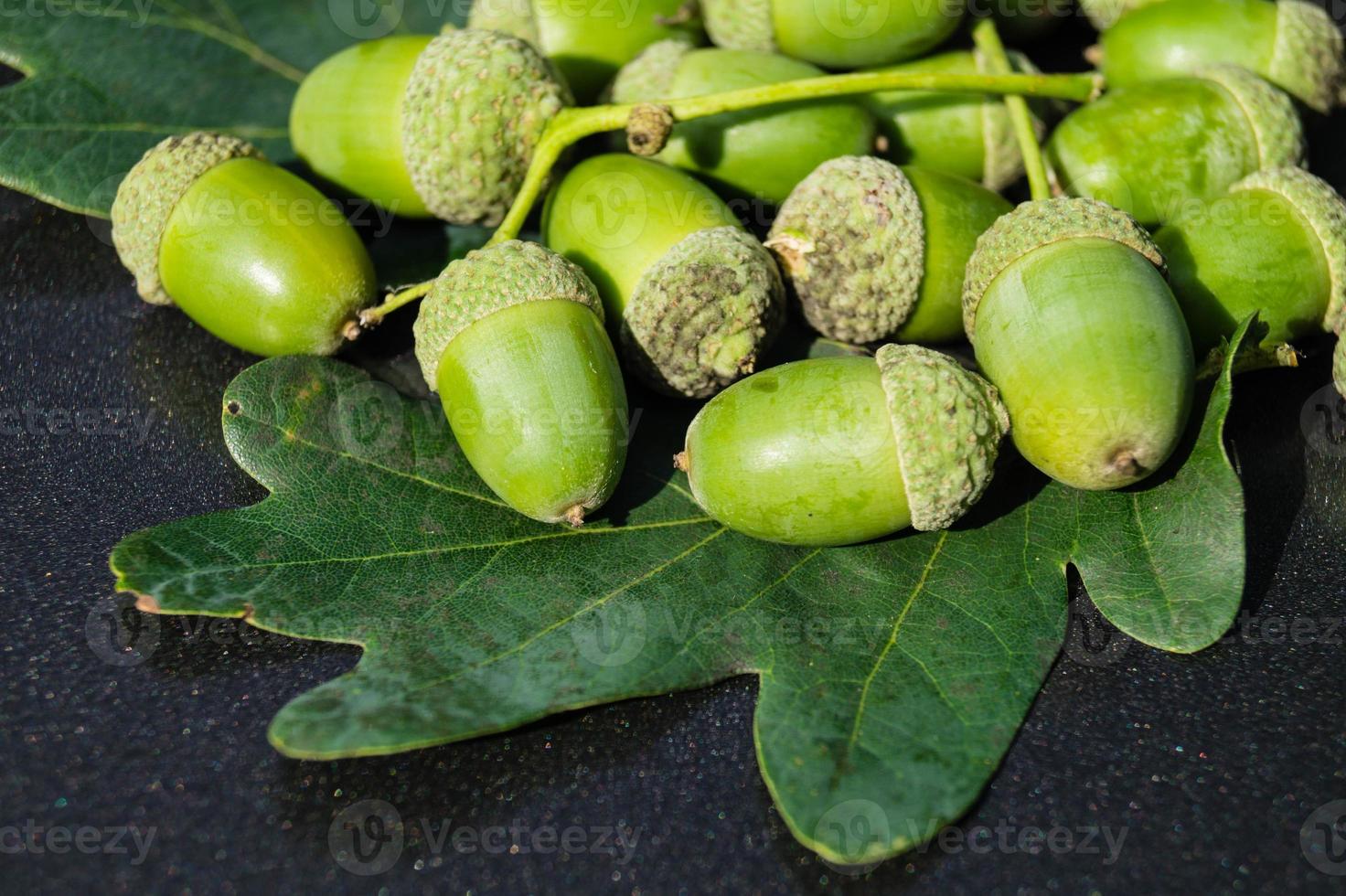 bellotas de un roble foto