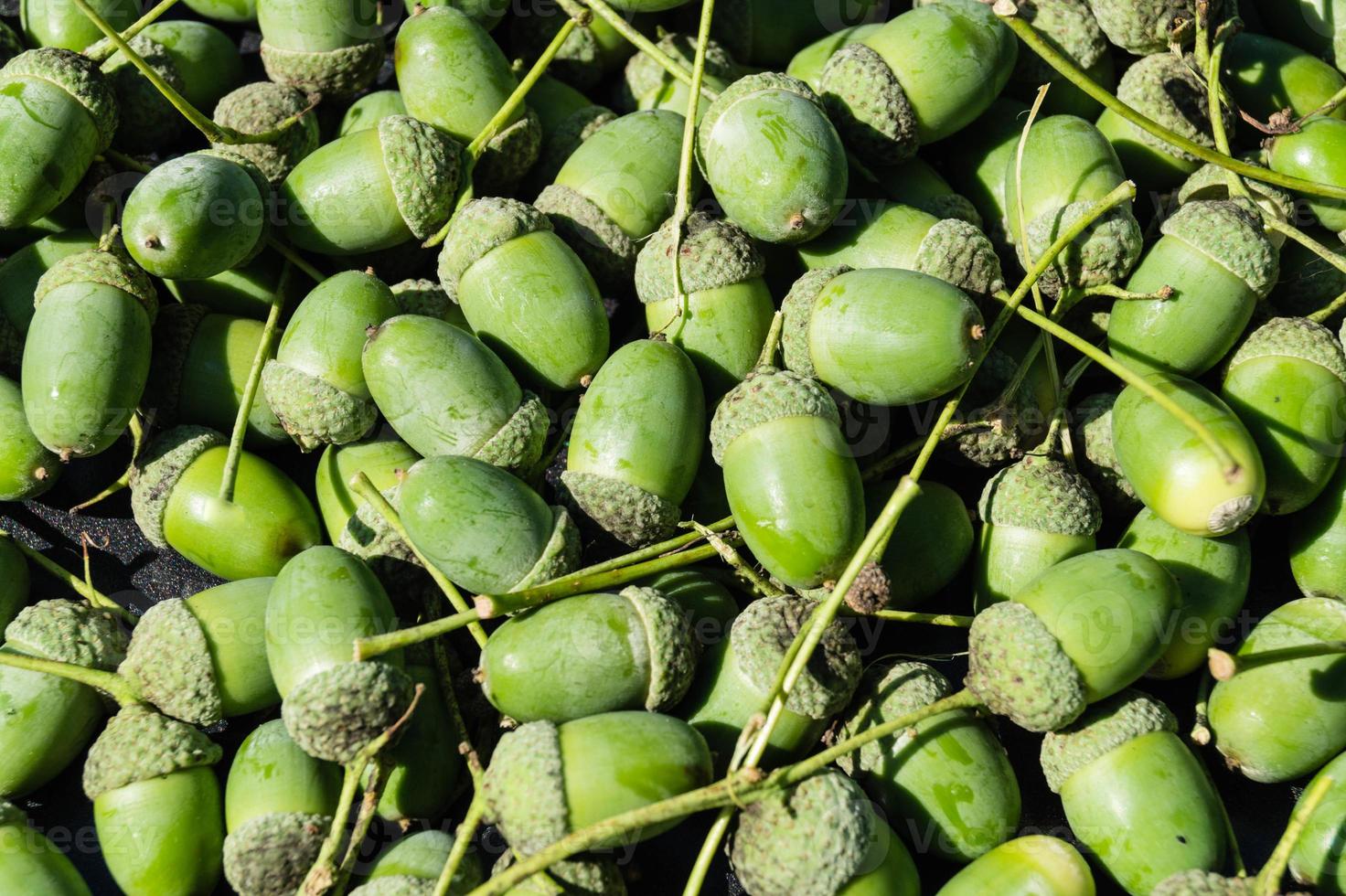 Acorns from an Oak Tree photo