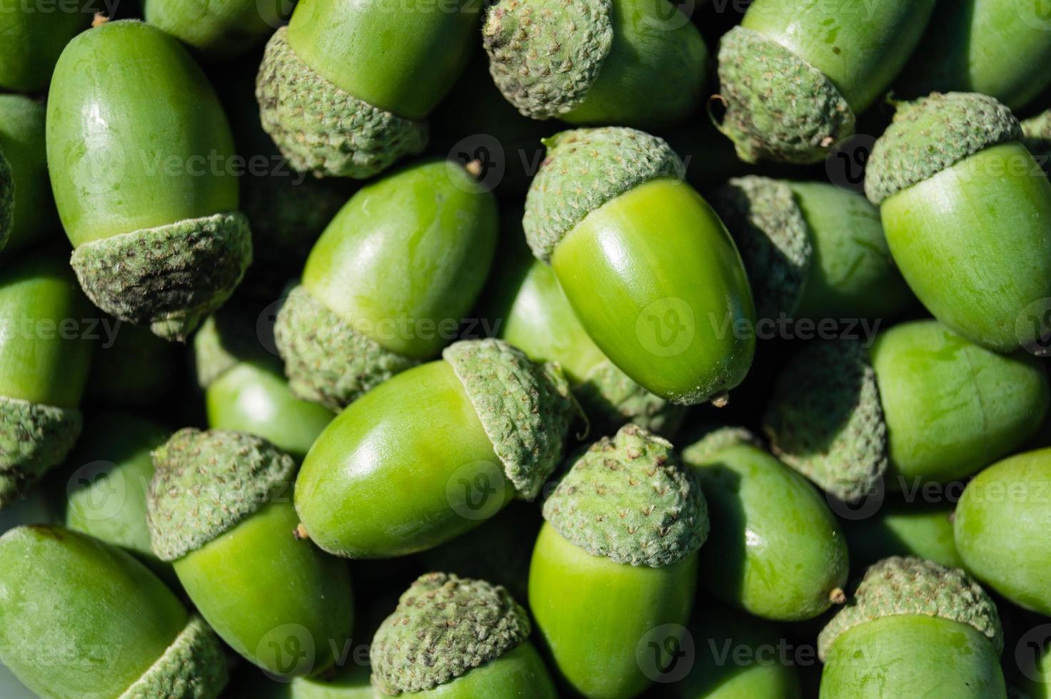 Acorns from an Oak Tree photo