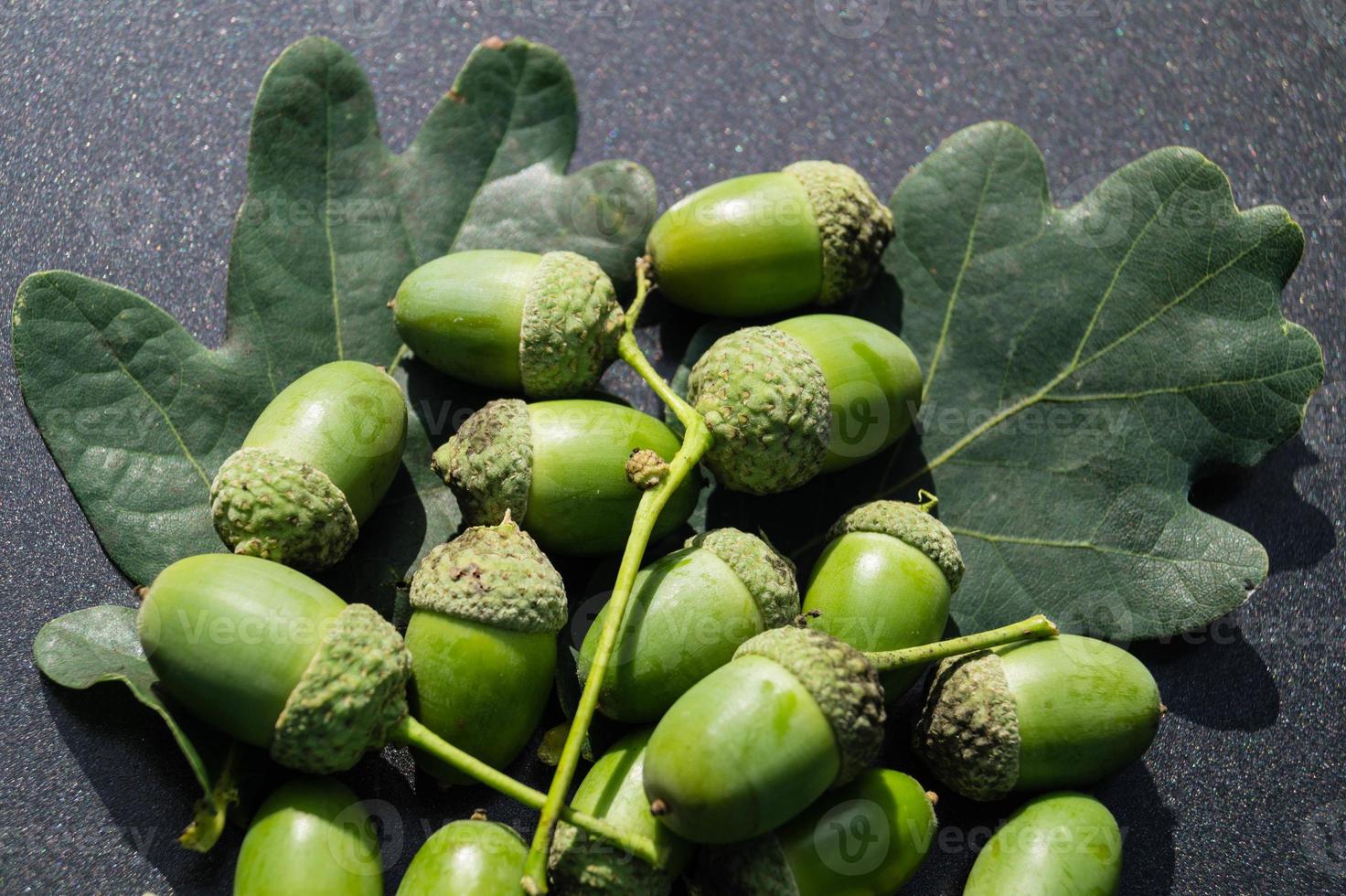 Acorns from an Oak Tree photo