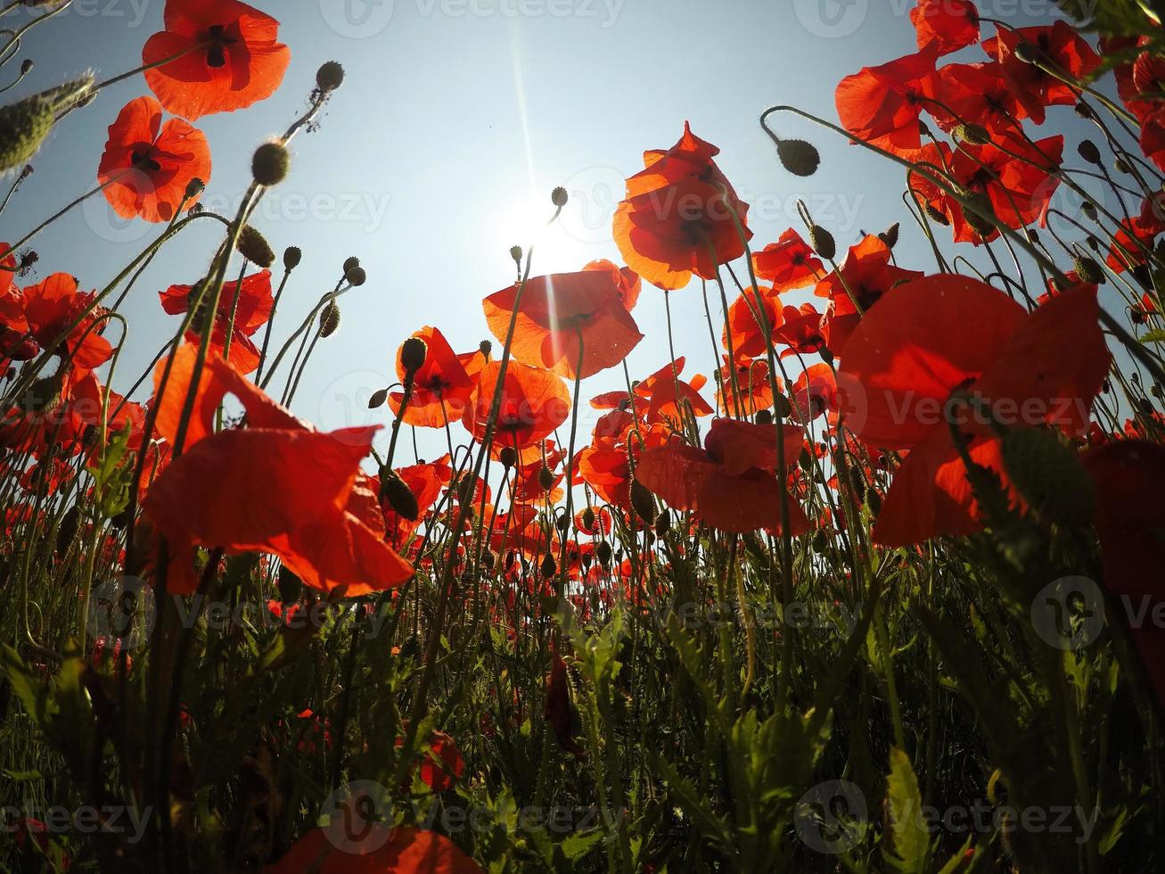 Escena de campo de amapolas rojas temprano en la mañana. amapolas en el campo foto