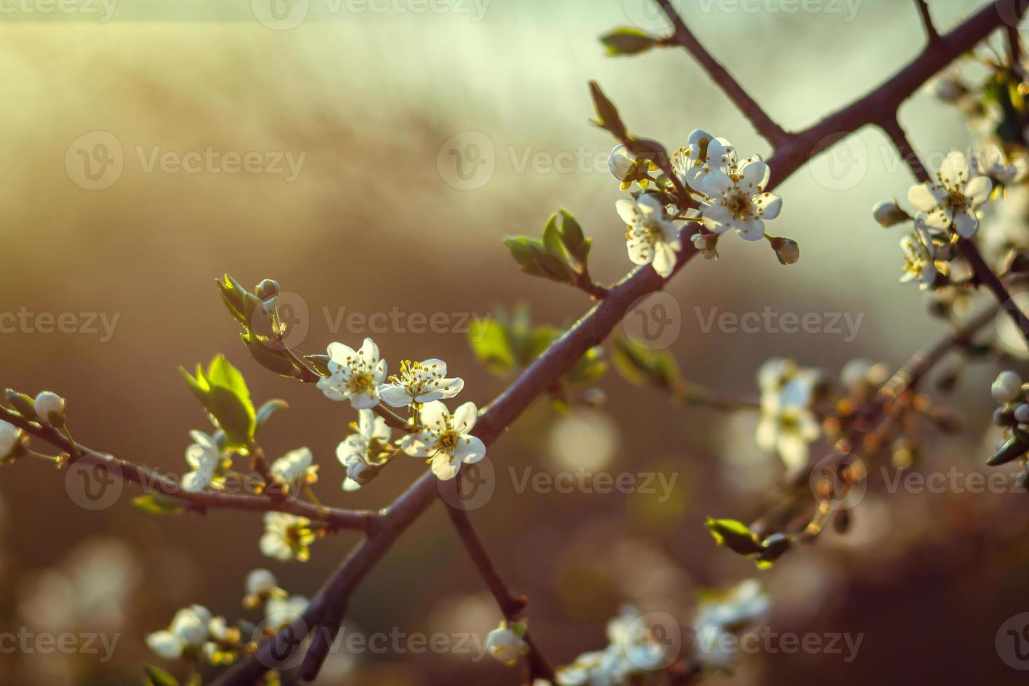 flor de cerezo en primavera para el fondo o copie el espacio para el texto foto