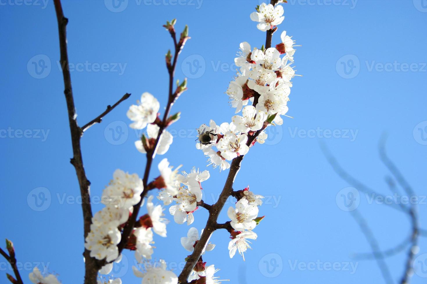 Cherry branch in bloom photo