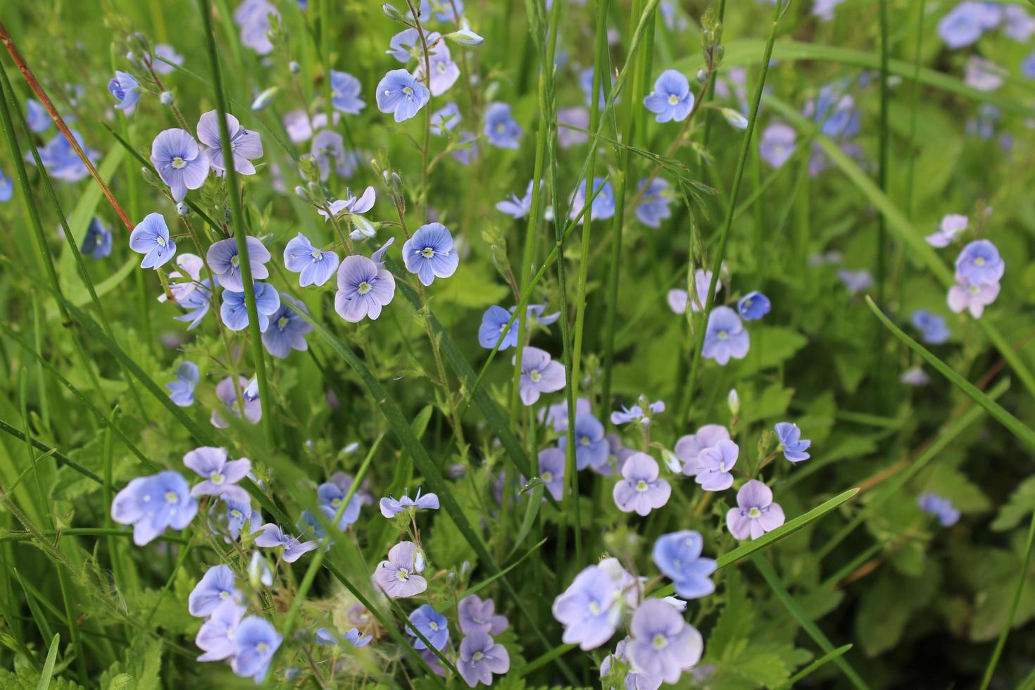 Small blue and purple flowers photo