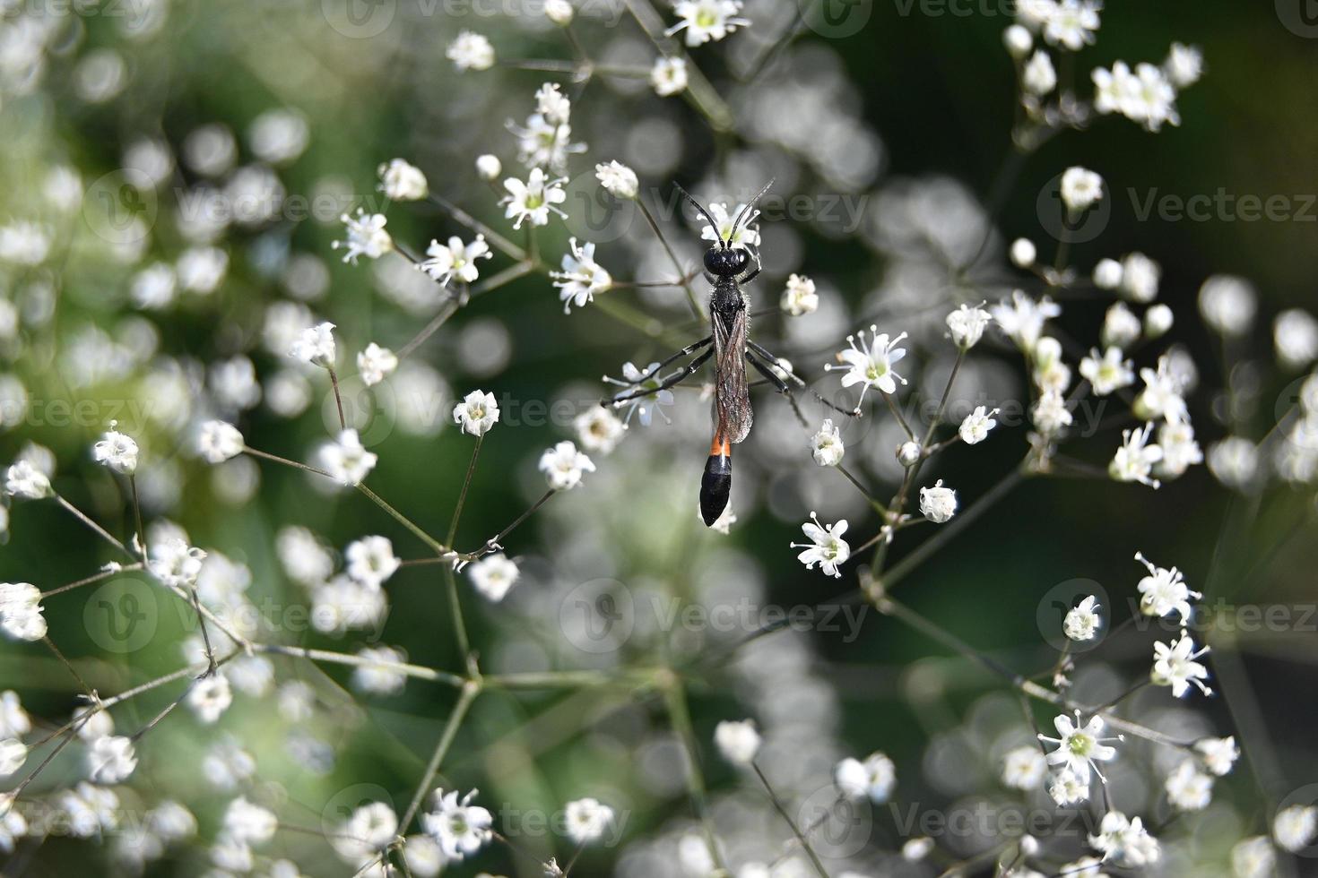 un insecto se pone en cuclillas sobre pequeñas flores blancas foto